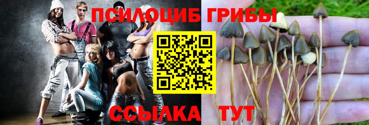 Вятские Поляны  Псилоцибиновые грибы прущие грибы  Вход с VPN 